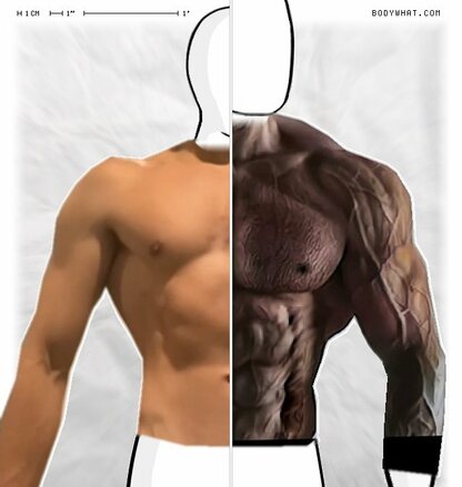 Torso Comparison