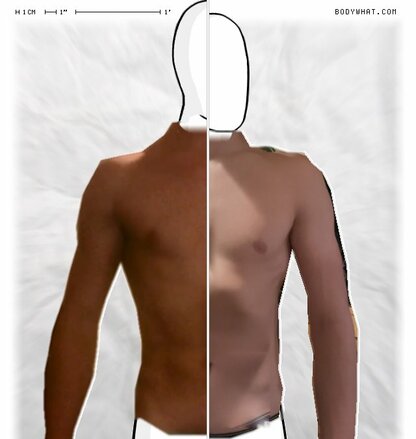 Torso Comparison