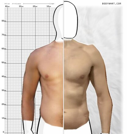 Torso Comparison