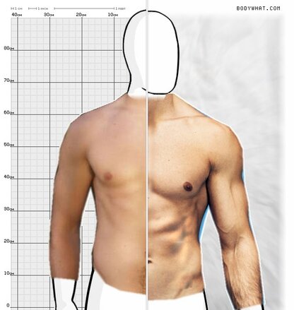 Torso Comparison