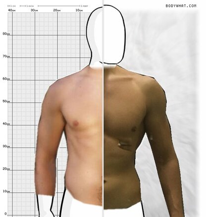 Torso Comparison