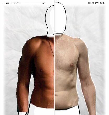 Torso Comparison