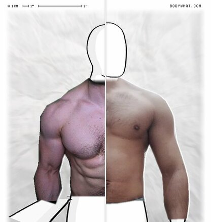 Torso Comparison