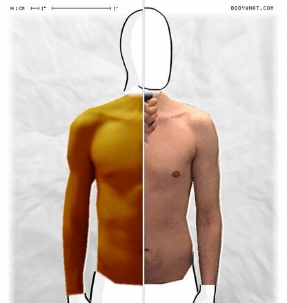 Torso Comparison