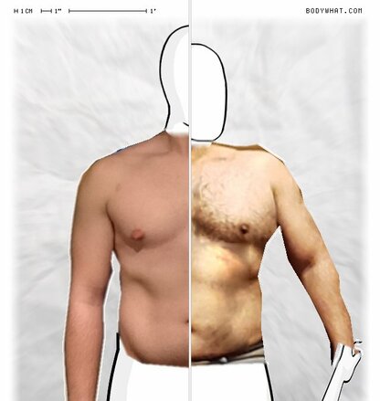 Torso Comparison