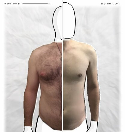 Torso Comparison