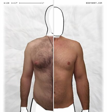 Torso Comparison