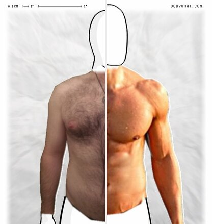 Torso Comparison