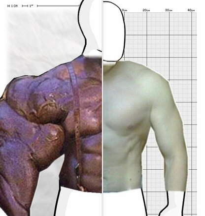 Torso Comparison
