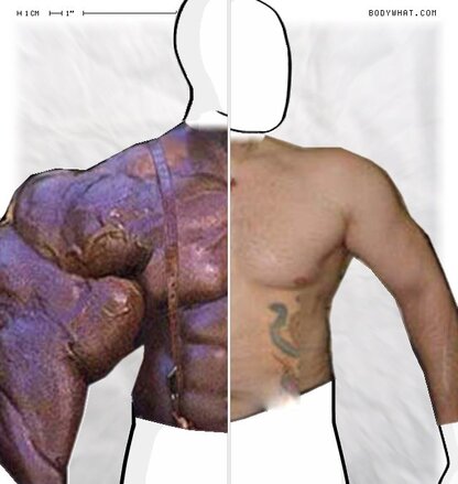 Torso Comparison
