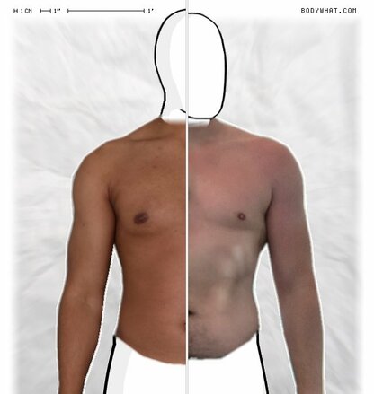 Torso Comparison