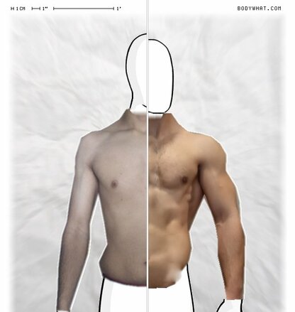 Torso Comparison