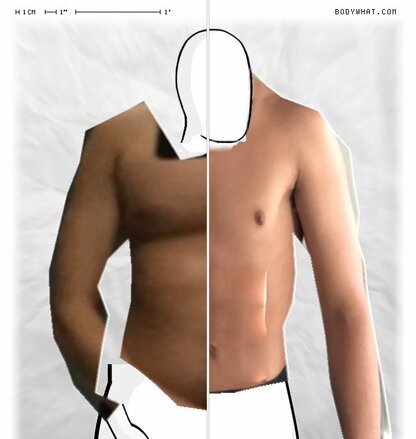 Torso Comparison