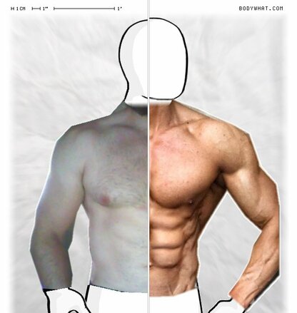 Torso Comparison