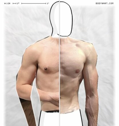 Torso Comparison