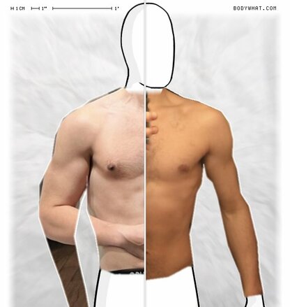 Torso Comparison