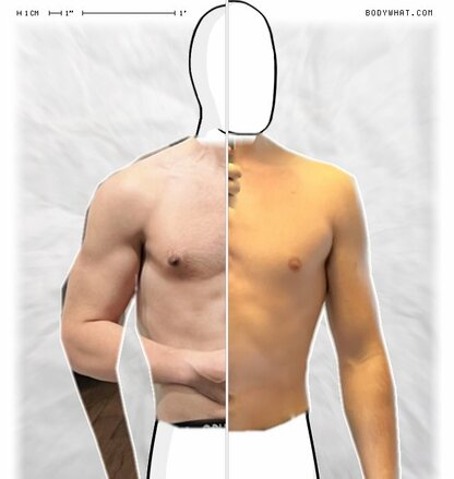 Torso Comparison