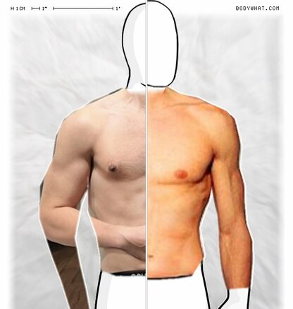 Torso Comparison