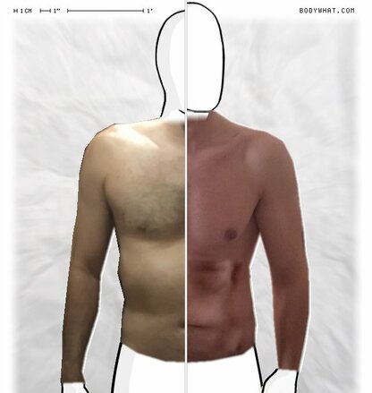 Torso Comparison