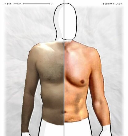 Torso Comparison