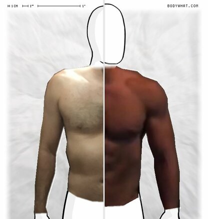 Torso Comparison