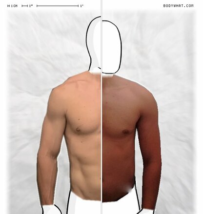 Torso Comparison