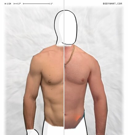 Torso Comparison