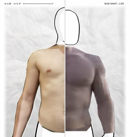 Torso Comparison