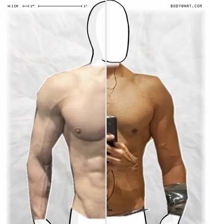 Torso Comparison