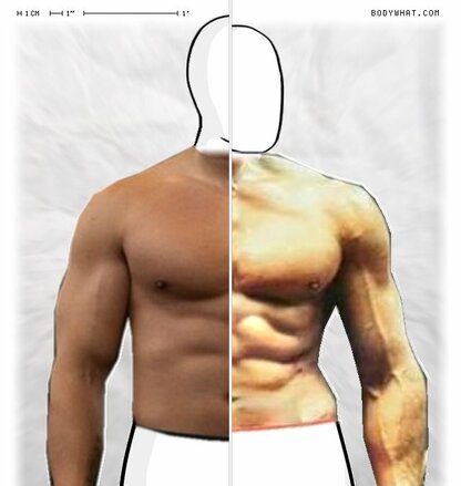 Torso Comparison