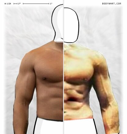 Torso Comparison