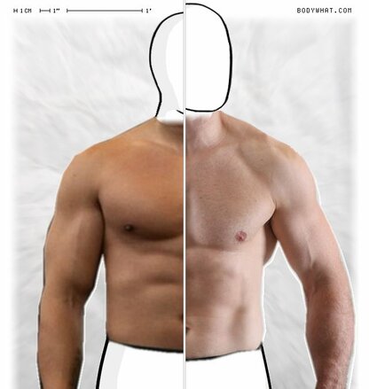 Torso Comparison