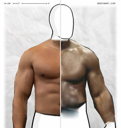 Torso Comparison