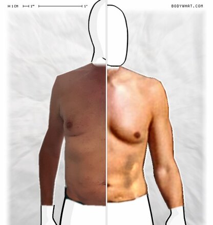 Torso Comparison