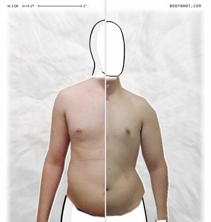 Torso Comparison