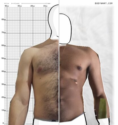 Torso Comparison