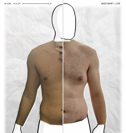 Torso Comparison