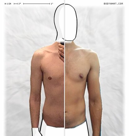 Torso Comparison