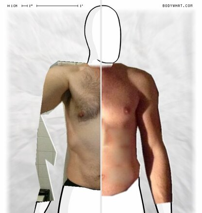 Torso Comparison