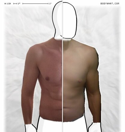 Torso Comparison