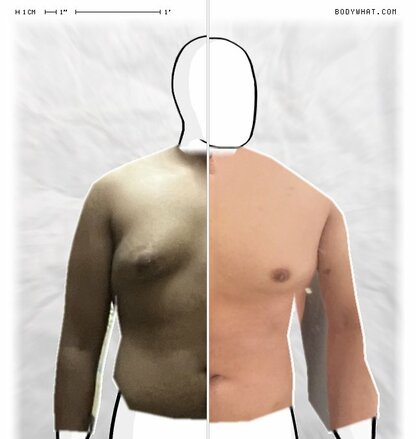 Torso Comparison