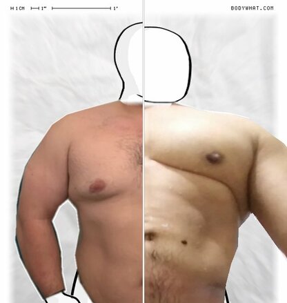 Torso Comparison