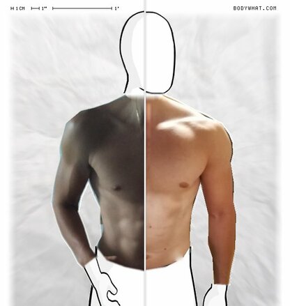 Torso Comparison