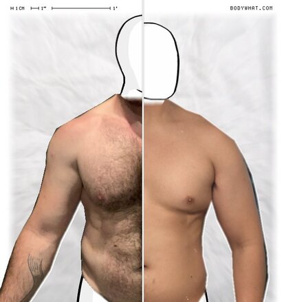 Torso Comparison