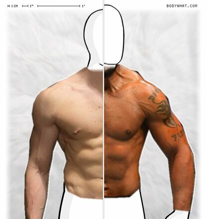 Torso Comparison