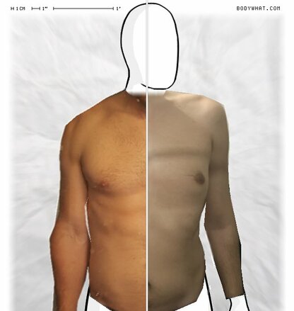 Torso Comparison