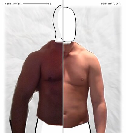 Torso Comparison
