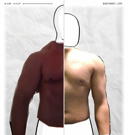 Torso Comparison