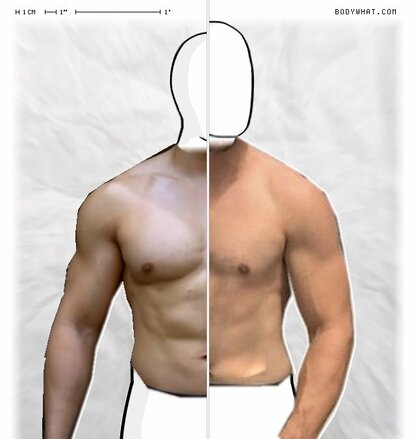 Torso Comparison