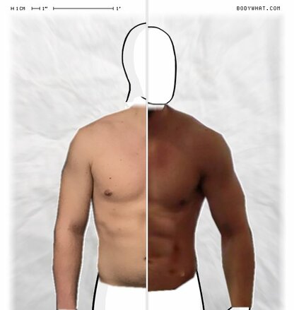 Torso Comparison